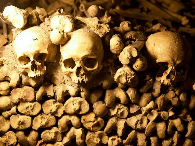 Close-up view of three skulls resting among a pile of stacked bones.